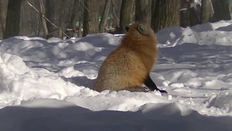 Red fox in deep snow