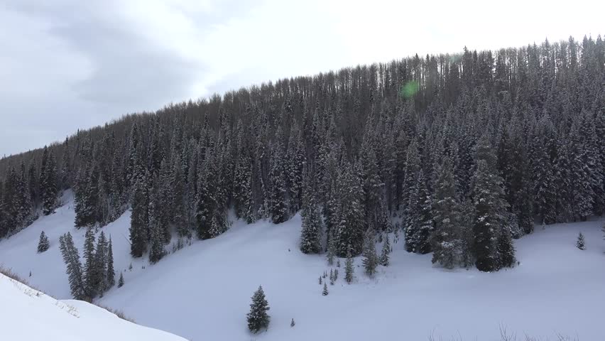 Snow Covered Mountain Forest/ A slow pan of the alpine forest covered in snow.