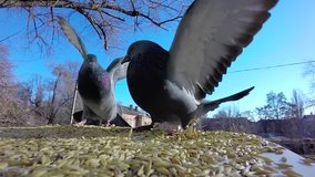 Super Slow Video. a pigeon fight for grain
