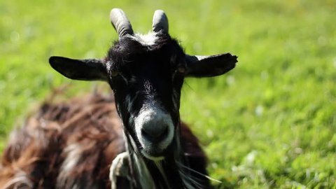 A Goat Closeup 