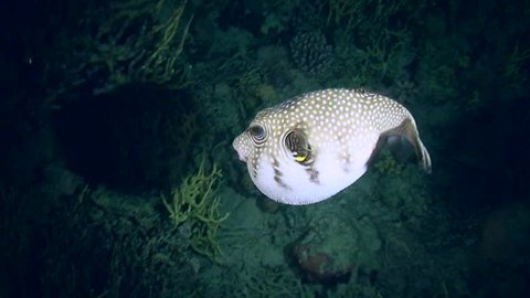 Marine fish Whitespotted puffer (Arothron hispidus) reduces its volume, medium shot. Red Sea. Egypt.
