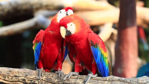 Colorful Couple Macaws Sitting On Log Stock Photo 107587805 | Shutterstock