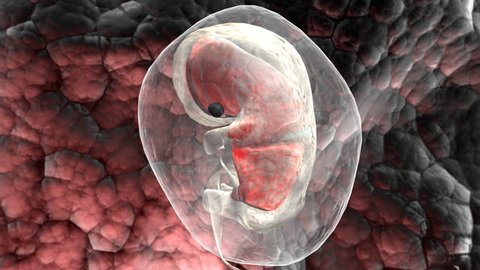 an embryo in the womb