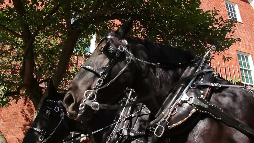 Two horses in front of a carriage.