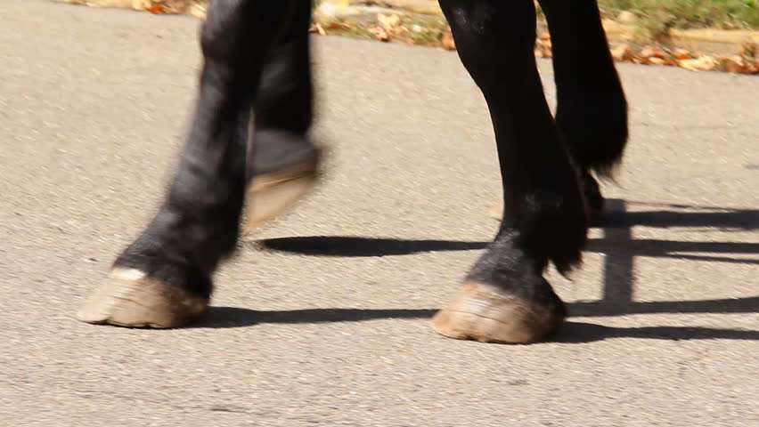 Horses pull a carriage.