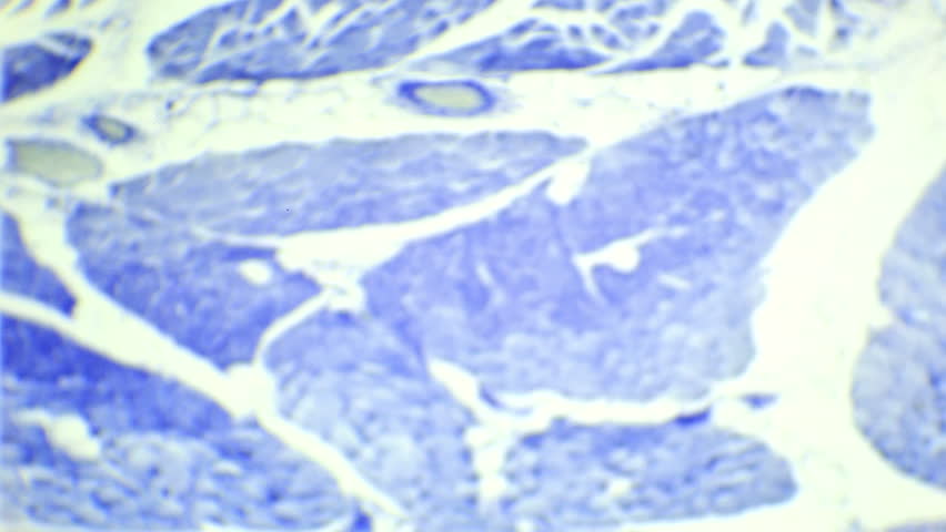 Skeletal Muscle Tissue Cross-section Under Stock Footage Video (100%
