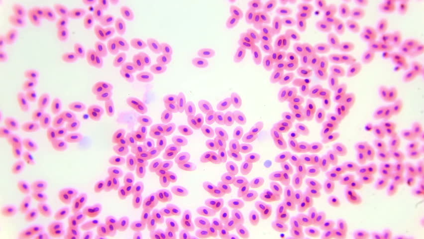 Fish Blood Cell Under Microscope Blood Stock Footage Video (100% ...