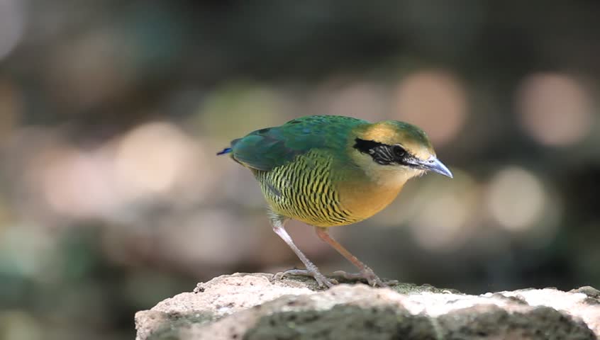 Bar-bellied Pitta (Hydrornis elliotii) in Vietnam
