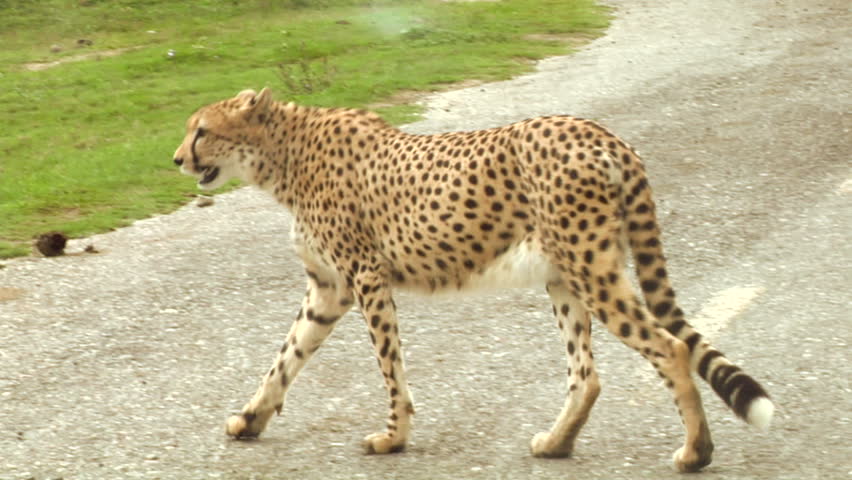 A cheetah