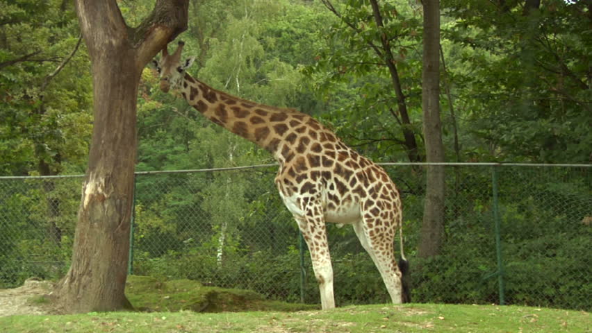A giraffe at a safari park