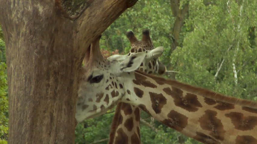 Two giraffes near a tree