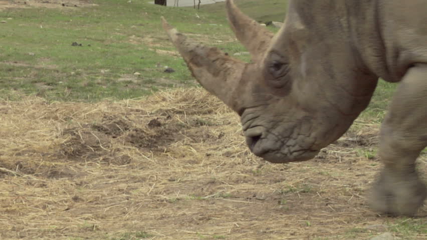 Close up of an rhino