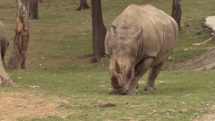A rhino grazing 