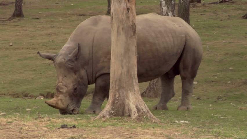 A rhino near a tree
