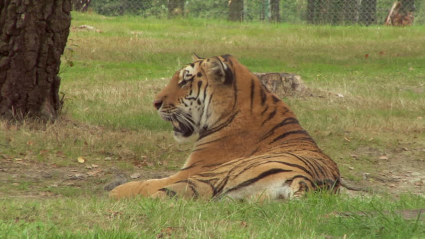 A tiger