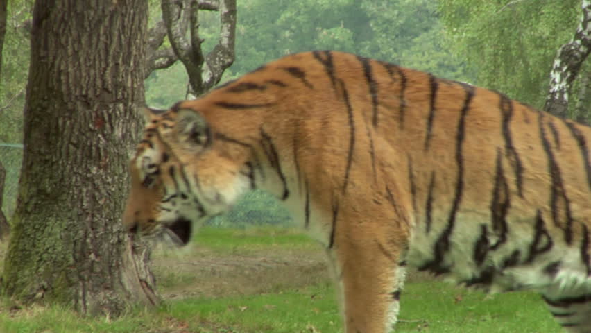 Close up of a tiger