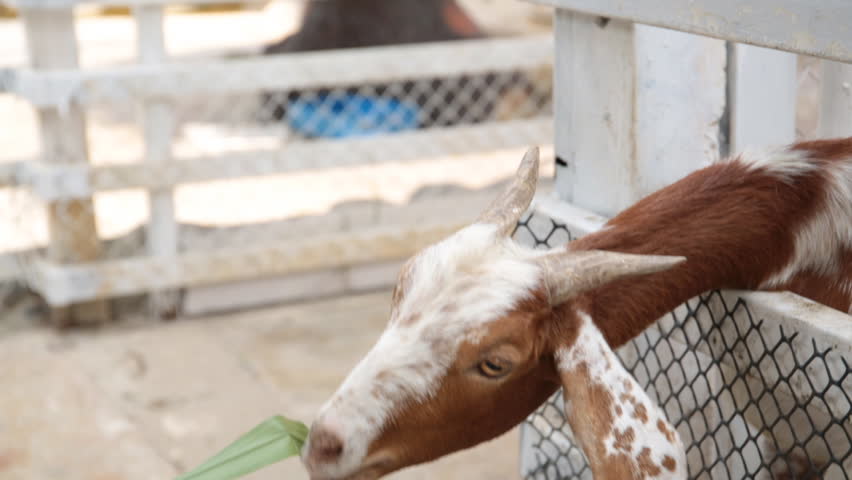 Goat  in a cage eating grass