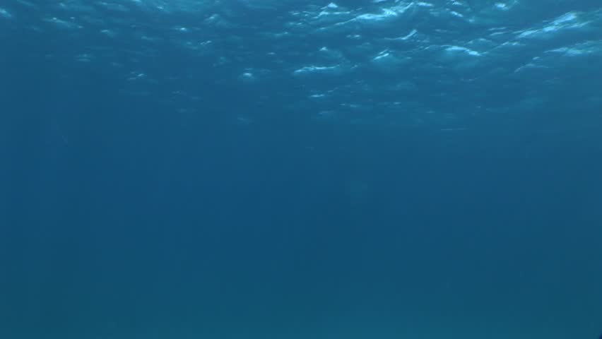 Whale Shark From Underneath as it Swims Over Snorkeler