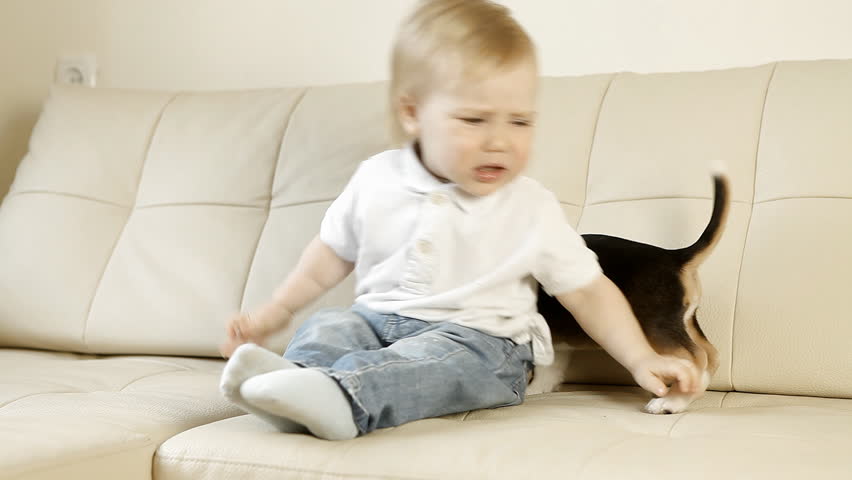 Child with beagle puppy sitting on white sofa | Shutterstock HD Video #8892577