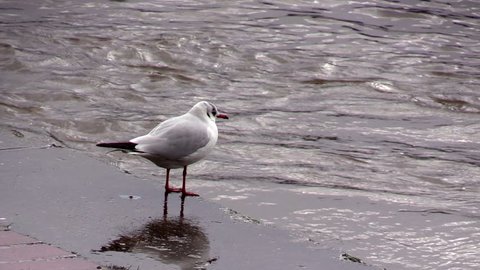 Seagull on the river bank