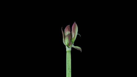 Time-lapse of growing, opening and rotating amaryllis “Apple Bloosom” Christmas flower 2x3 in UHD 4K PNG+ format with alpha transparency channel isolated on black background
