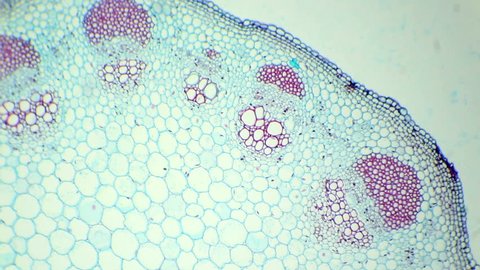 Sunflower Stalk Crosssection Under Microscope Helianthus Stock Footage