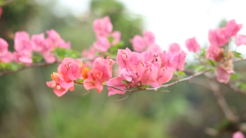 Bougainvillea Paper Flower Stock Footage Video 100 Royalty Free 8908318 Shutterstock