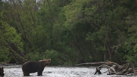 Brown bear in a river
