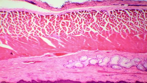 Stratified squamous epithelium under the microscope (Stratified Squamous Epithelium W.M.), Full HD
