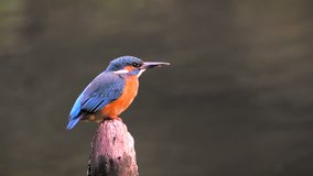 Common Kingfisher bird (Alcedo atthis), also known as the Eurasian Kingfisher or River Kingfisher sitting on a branch and looking around.