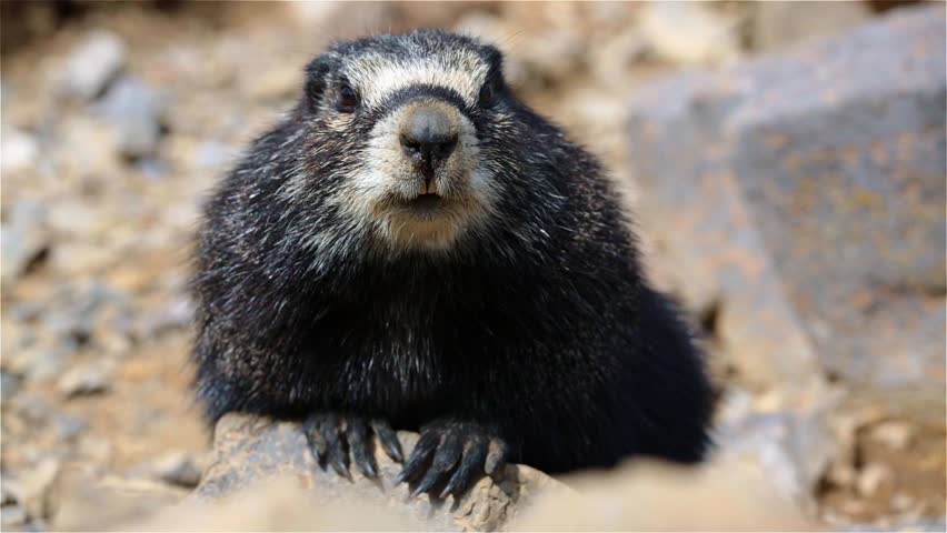 teton marmot