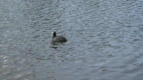 4k Black duck swimming alone in calm water in lake