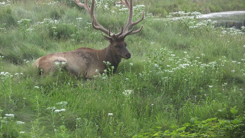 American elk laying down in the grass by a pond.