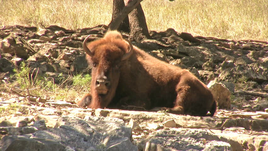 Video of American Bison animal laying down resting.  Lots of fur and and wide spread horns. Famous in American history. 