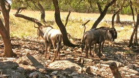 Video of a Wildebeest from Africa. One of the more dangerous and aggressive wild animals. Very large animal in the antelope family. Relaxing under a tree.  In Texas wildlife preserve. 