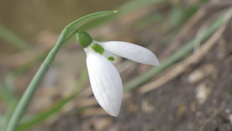 Snowdrop in the garden swings on the wind 4K 2160p UHD natural footage - Galanthus nivalis snowdrop in natural environment 4K 3840X2160 UHD video