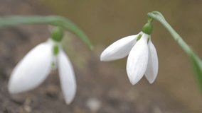 Snowdrops flower plant in the garden selective focus 4K 2160p UHD natural footage - Galanthus nivalis snowdrops in natural environment on the wind  4K 3840X2160 UHD video