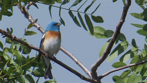 Lazuli Bunting perched on territory singing.
