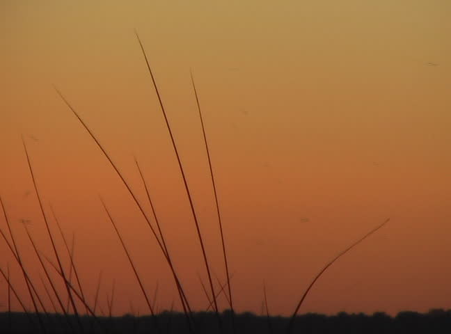 marsh sunset