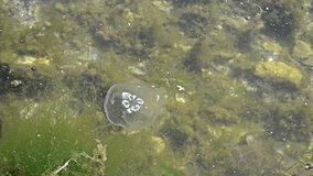 A jelly fish swims in shallow sea water near the shore. Video shot in natural condition and habitat. Suitable for biology underwater life forms.