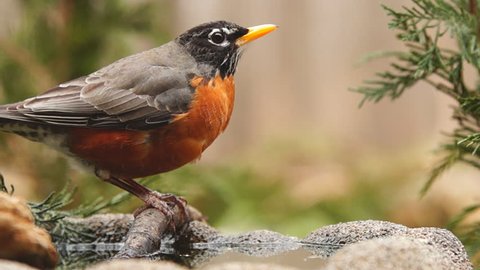 American Robin (Turdus migratorius) drinking water. The robin is a migratory songbird of the thrush family. Slow-motion, 1/2 natural speed.