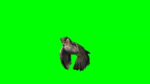 owl in gliding - 2 different views - green screen
