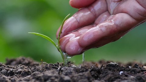 Seeding,Seedling,Male hand watering young plant over green background,seed planting