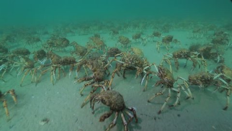 Spider crab migration. Leptomithrax gaimardii