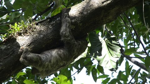 Cute sloth crawling on the tree branch