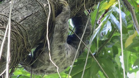 Sloth hanging on the tree