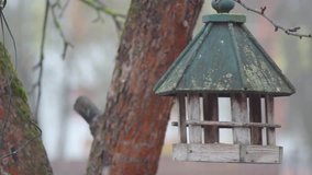 Bird tits flying around bird feeder in tree