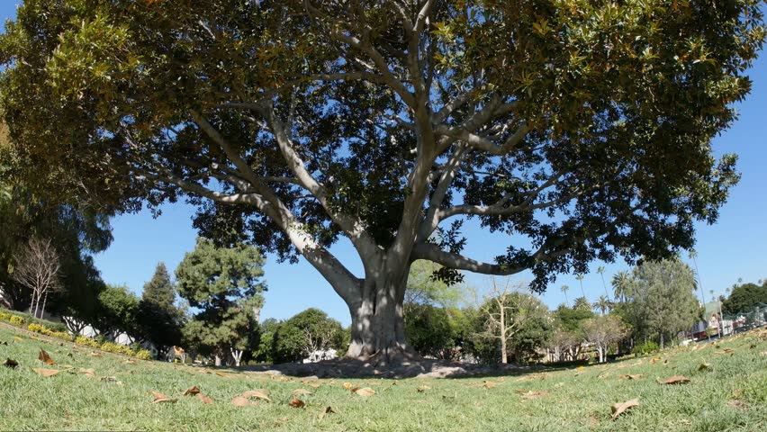 An establishing shot of a large, old tree in a public park.