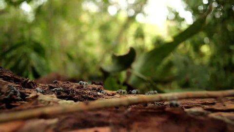 army ants crawling in the jungles of Africa