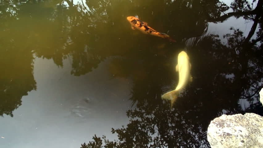 two carp chasing each other in a man made pond